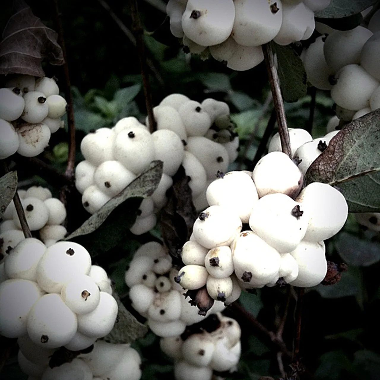 Bare Root Snowberry (Symphoricarpos albus)