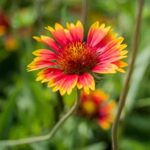 Blanket Flower (Gaillardia aristata)