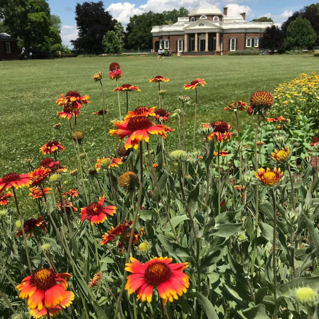 Blanket Flower (Gaillardia aristata)