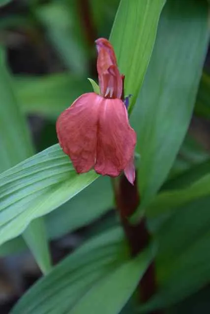 Roscoea purpurea f. rubra 'Red Gurkha' (Hardy Alpine Ginger)