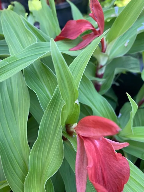 Roscoea purpurea f. rubra 'Red Gurkha' (Hardy Alpine Ginger)