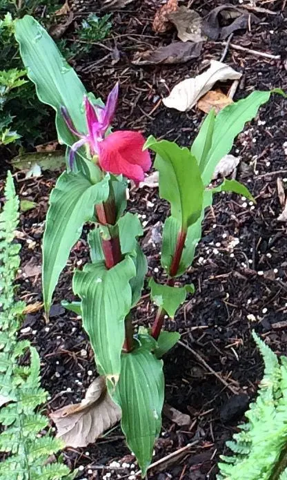 Roscoea purpurea f. rubra 'Red Gurkha' (Hardy Alpine Ginger)