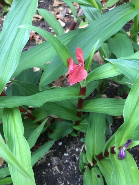 Roscoea purpurea f. rubra 'Red Gurkha' (Hardy Alpine Ginger)