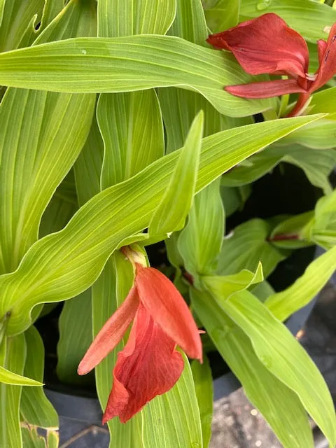 Roscoea purpurea f. rubra 'Red Gurkha' (Hardy Alpine Ginger)