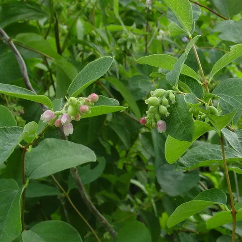 Snowberry (Symphoricarpos albus)